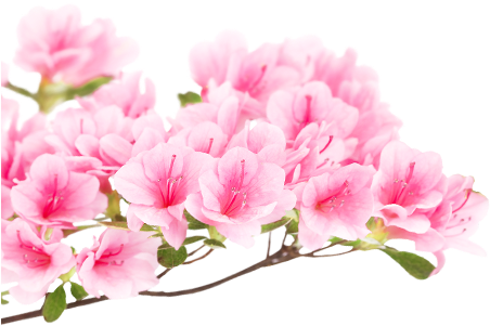 Artificial Flower (460x300), Png Download