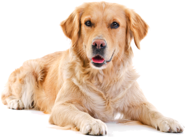Drop Your Dog Off Daily During The Week - Golden Retriever White Background (407x322), Png Download