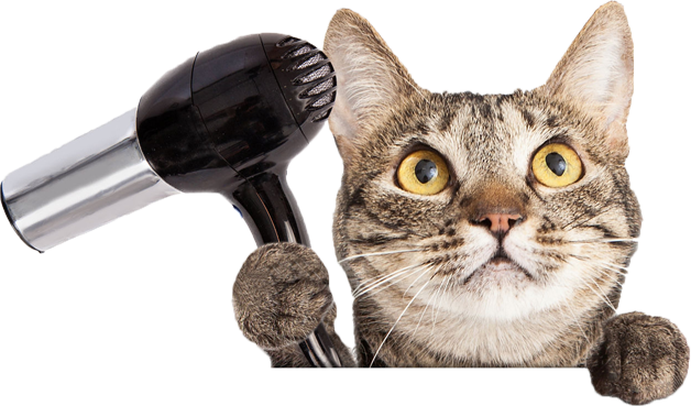 Pet Grooming - Cat Getting Groomed Png (628x369), Png Download