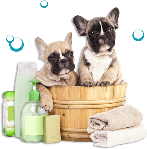Slide Title - Best Grooming Slicker Brush Self Cleaning Dog (523x517), Png Download