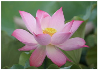 Sacred Lotus (400x400), Png Download