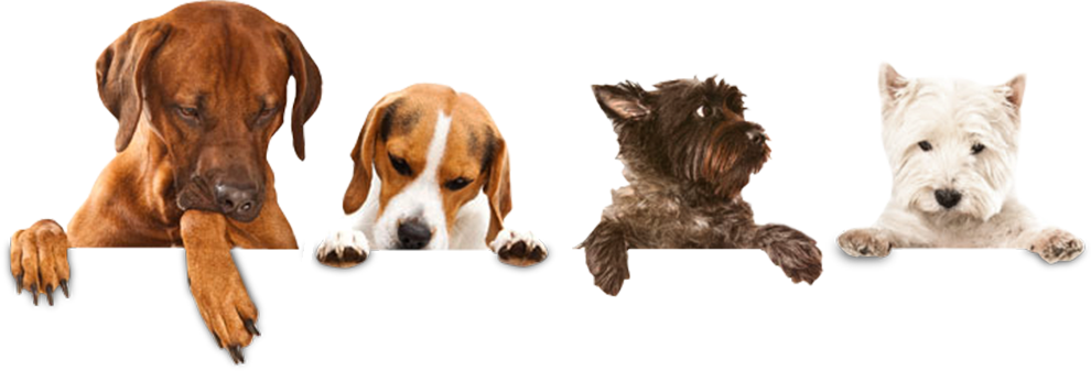 We Have Vast Experience Grooming Both Pure Breed And - Cesar Savory Delights Rotisserie Chicken Flavor With (990x337), Png Download