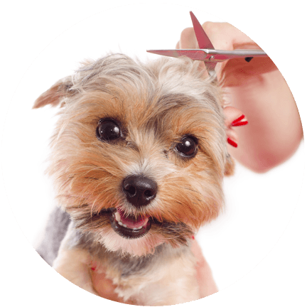 "not Only Are Their Prices Reasonable But It's A Calming - Dog Happy Groom (432x432), Png Download