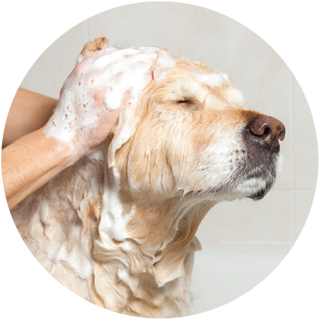Warm Bubble Bath Fluff Dry - Treatment For Impetigo On Dogs (500x500), Png Download
