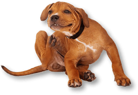 Does Your Pet Need A Flea Treatment We Can Help - Cats And Dogs Itching (482x330), Png Download