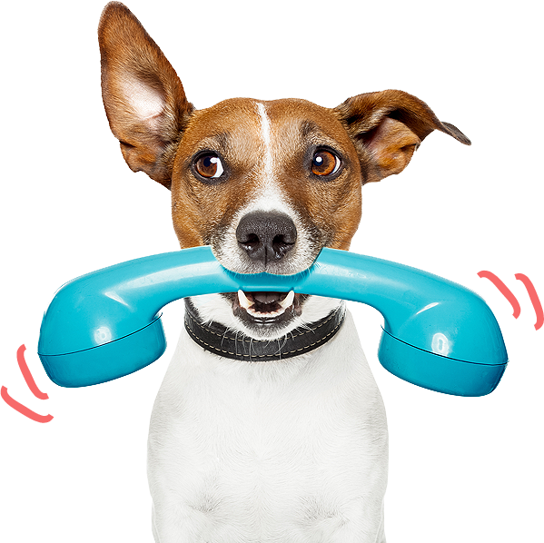Perro Veterinario Png (599x598), Png Download