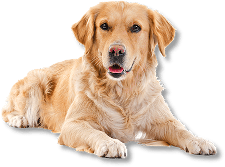 Looking For Safe, Gentle Dog Grooming In Santa Rosa - Golden Retriever White Background (472x336), Png Download