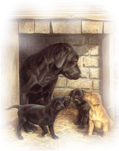 Blk Lab Gold Pup - Anniversaire Fillette (325x380), Png Download