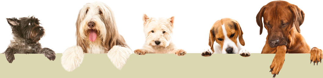We Prepare Animal Lovers For Careers As Professional - Right Dog For You (1059x257), Png Download