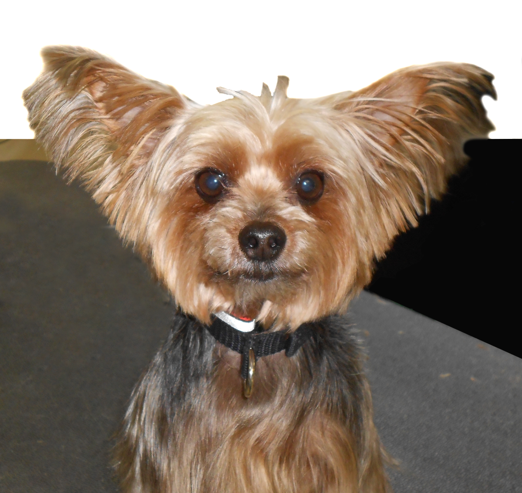 Dog Bath Conway Nh - New Hampshire (1024x969), Png Download