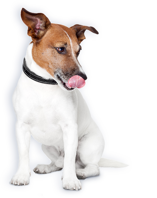 Raw Diet - " - Safety Turtle 2.0 Pet Band T401 Green (1500x863), Png Download