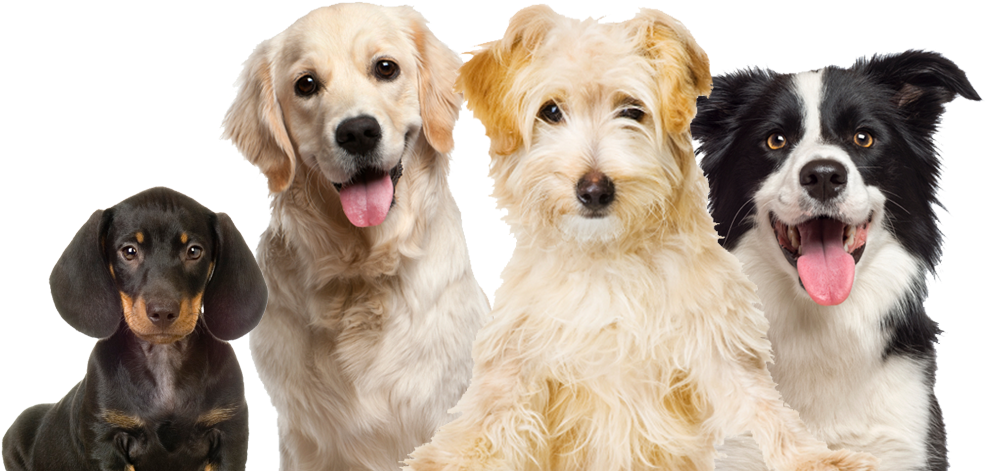 Try Mama's And Papa's All New Groomers - Border Collie Shaped I.d. Tag (1006x762), Png Download