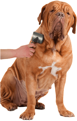 Cat & Dog Grooming Services With A Gentle Touch - Dog (300x427), Png Download