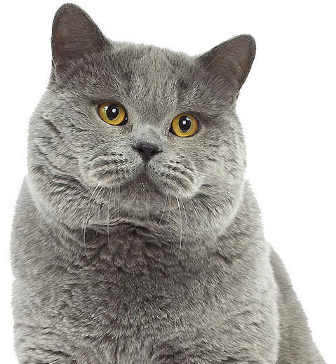 Cat Grooming Safe And Fun Experience - British Blue Cat Png (690x518), Png Download