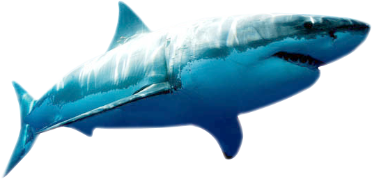 The Ocean Is The Home Of Many Animals And Plants And - Megalodon Png (534x257), Png Download