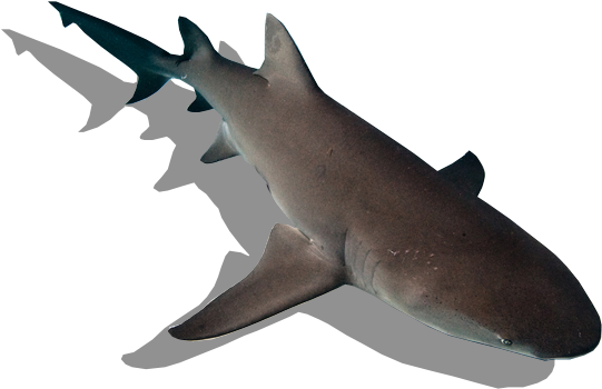 Tiburón Limón - Sand Tiger Shark (576x391), Png Download