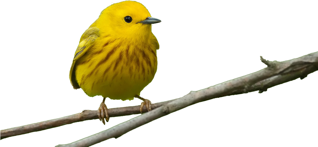 Detroit Audubon's Seasonal Newsletter That Highlights - Grateful Gnome - Original Circular Window Bird Feeder (1024x582), Png Download