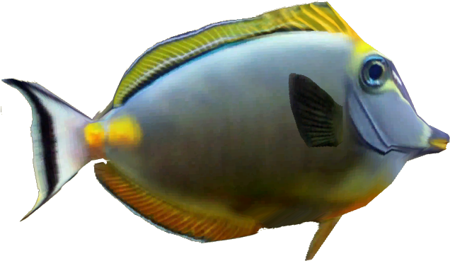 Naso Tang - Coral Reef Fish (635x635), Png Download