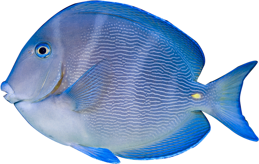 Tropical Aquarium Fish Image Freeuse Library - Acanthurus Coeruleus (908x587), Png Download