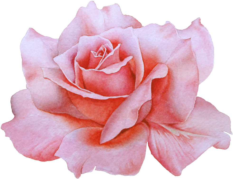 Download Hand Drawn A Blooming Rose Png Transparent - Watercolor Painting  PNG Image with No Background - PNGkey.com