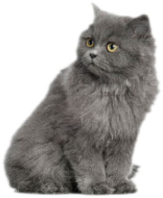 Grey Cat Psd - Alhambra (328x400), Png Download