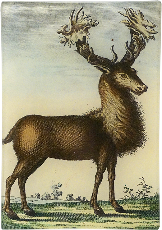 Elk (800x800), Png Download