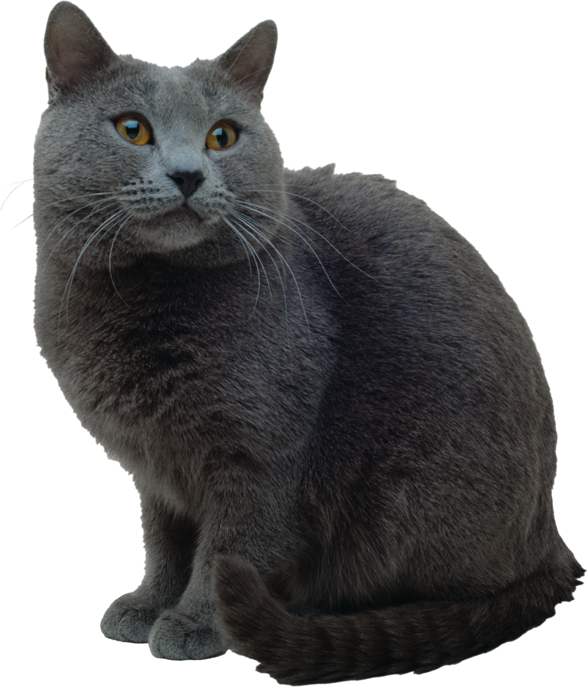 Cat Png - Cat Breed Handbook: The Complete Reference (1946x2274), Png Download