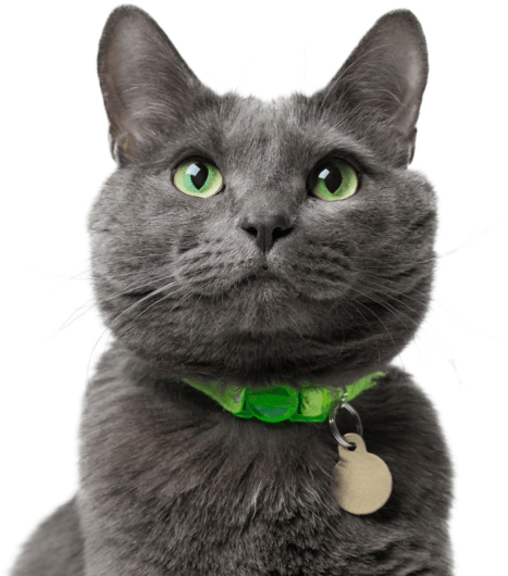 Search - Russian Blue Cat Flufy (560x550), Png Download