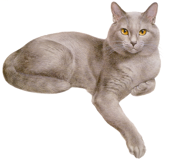 Pretty Cats, Gray Cats, Orange Tabby Cats, Cat 2, Dog - Cat Crown Gif (543x540), Png Download