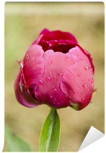 Common Peony (400x400), Png Download