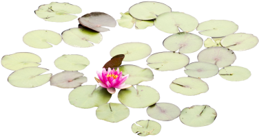 Lily Pads With One Rose - Tree (375x375), Png Download