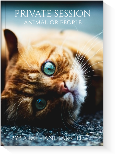 Animal Communication Session - Cat Plague (400x529), Png Download