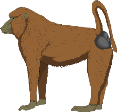 Baboon Transparent - Baboon - Baboon Clipart Png (374x359), Png Download
