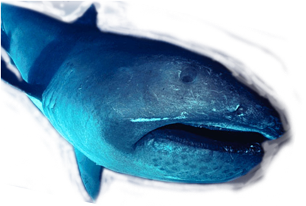 The Mouth Is Surrounded By Luminous Photophores, Which - Transparent Megamouth Shark (450x290), Png Download