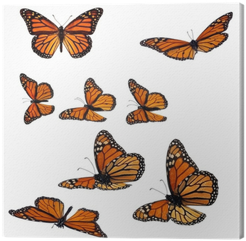 Collection Of Monarch Butterflies Canvas Print • Pixers® - Monarch Butterfly (400x400), Png Download