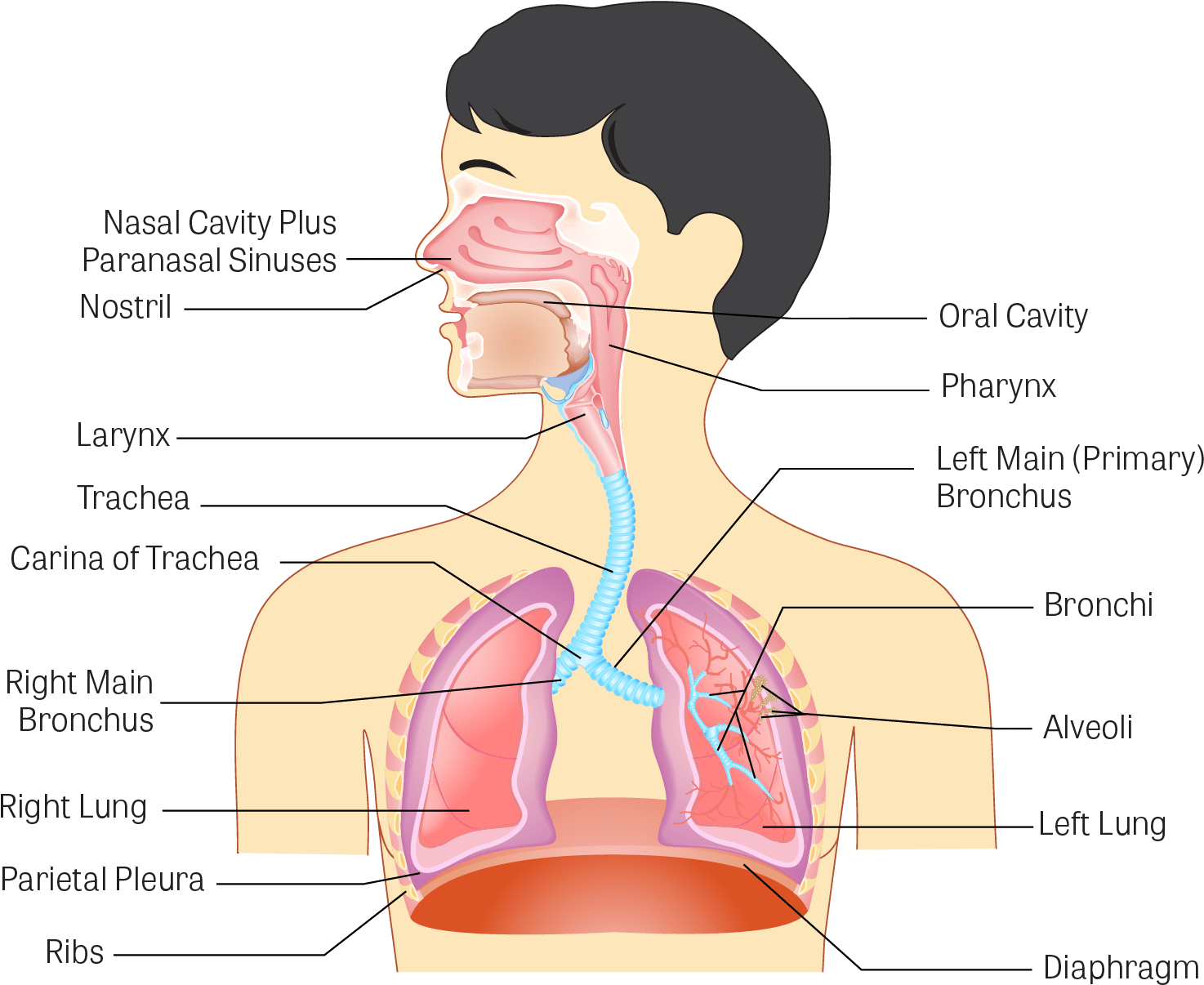 Illustration Of The Human Respiratory System - Human Respiratory System Hd (1610x1272), Png Download
