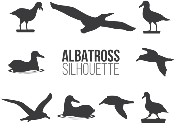 Albatros Sillhaouttes Vector - Euclidean Vector (700x490), Png Download