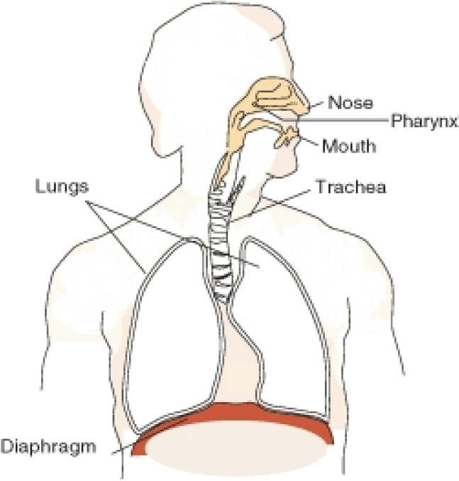 Journey Of A Molecule Of Oxygen (659x728), Png Download