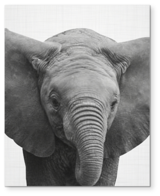Elefant Black And White Wall Art - Art (480x480), Png Download