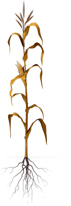 Free Corn Stalk Png - Twig (300x750), Png Download