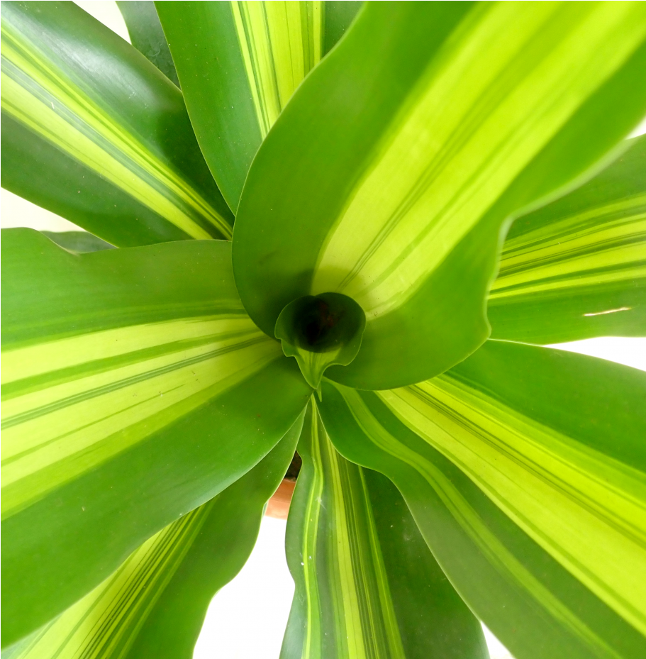 Dracaena (910x1155), Png Download