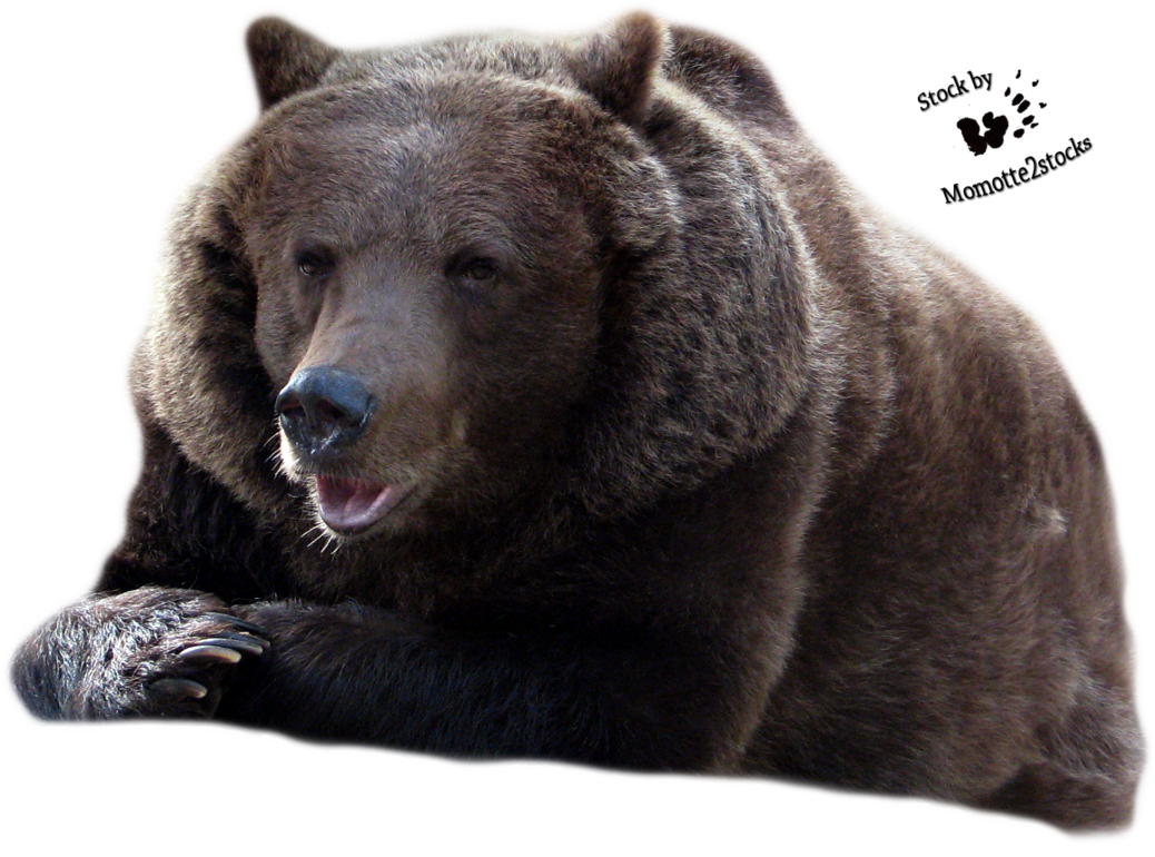 Bear Transparent - Bear Png Transparent Background (1038x770), Png Download
