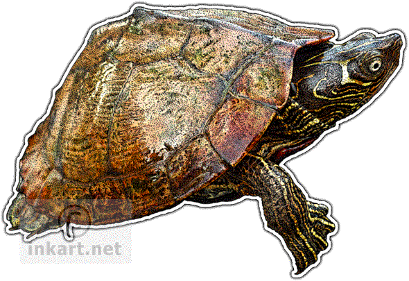 Mississippi Map Turtle Art Decal - Mississippi Map Turtle (590x405), Png Download