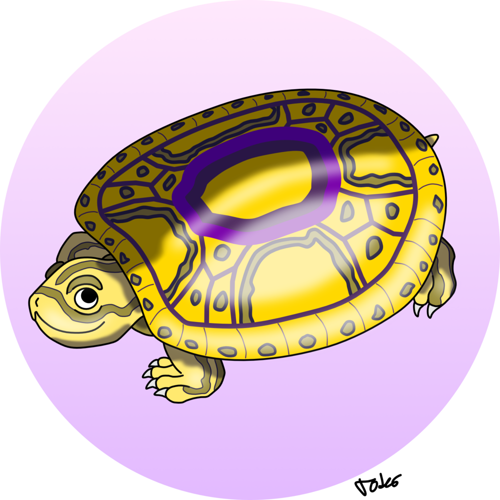Gsll-turtle - Intersex (1000x1000), Png Download