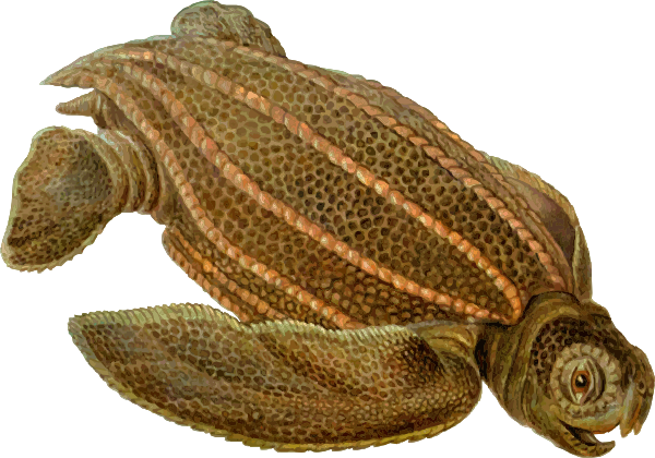 Small - Dermochelys Coriacea (600x420), Png Download
