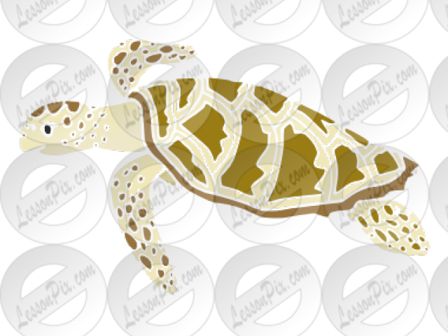 Sea Turtle Clipart Classroom - Sea Turtle (640x480), Png Download