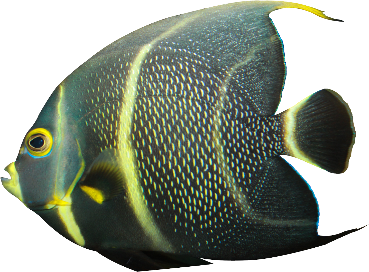 Angelfish Png Transparent Image - Angelfish Png (500x382), Png Download