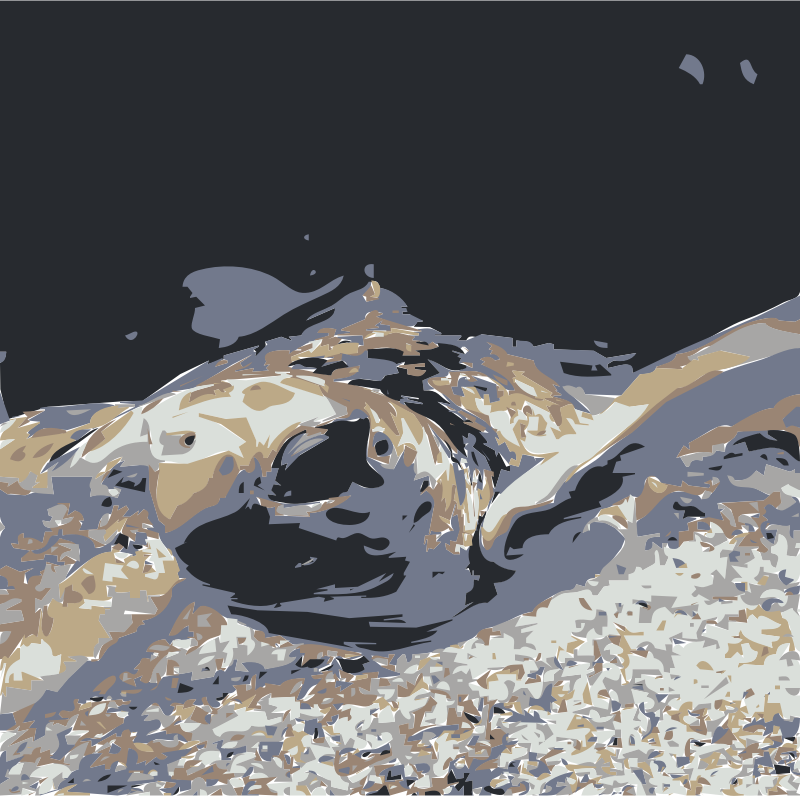 Sea Turtle (800x796), Png Download