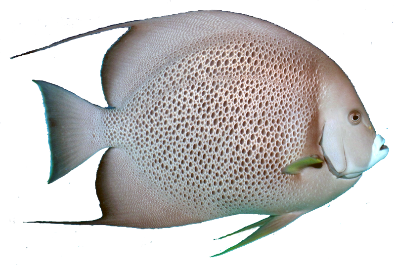 Tropical Fish Downloads Jpg - Grey Angel Fish Png (803x537), Png Download
