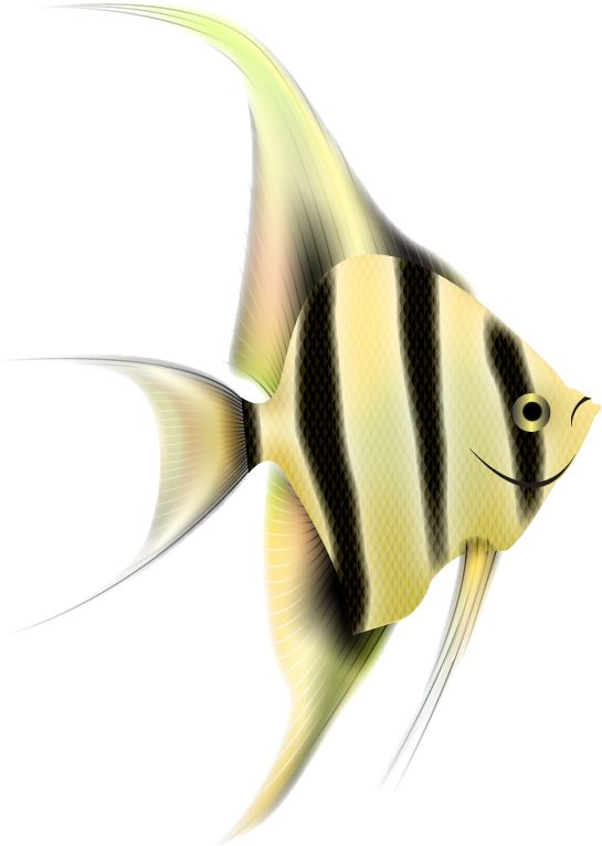 Angelfish Png Clipart - Portable Network Graphics (564x805), Png Download